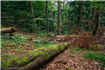 Grupul Carrefour și WWF România își unesc forțele pentru a proteja 21.000 ha de păduri