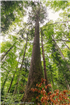 Grupul Carrefour și WWF România își unesc forțele pentru a proteja 21.000 ha de păduri