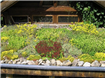  Vegetatie pentru acoperis verde – Solutii propuse de Odu Green Roof