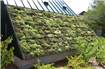  Vegetatie pentru acoperis verde – Solutii propuse de Odu Green Roof