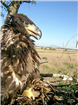 Hrănitori pentru vulturii codalbi din Delta Dunării