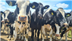 DN AGRAR achiziționează 800 de vaci Holstein pentru creșterea fermei Apold