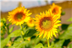 Tehnologiile avansate ajută fermierii români să maximizeze producția de floarea-soarelui