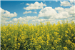 Corteva Agriscience lansează Belkar® Super în România 