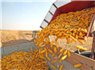 Fermierii își sporesc în mod sustenabil productivitatea la porumb și floarea-soarelui cu ajutorul produselor biologice