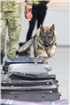 Câini ai Serviciului de Grăniceri din Ucraina, la training în România