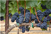 Protecția preventivă a viilor consolidează competitivitatea viticultorilor europeni