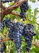 Producția de vin în România, între tradiție și inovație