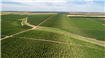 Producția de vin în România, între tradiție și inovație