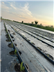 Cum a transformat o antreprenoare din România cultivarea sparanghelului într-o afacere de succes