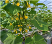 Călătoria unei tinere antreprenoare către succes în agricultura cu valoare adăugată